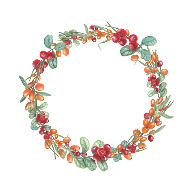 Vector watercolor wreath of sea buckthorn cowberry cranberry pine needles botanical illustration