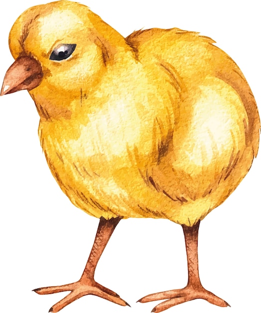 Vector watercolor yellow chick on a white background