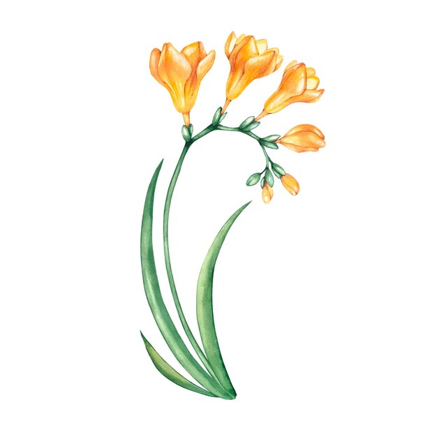 Watercolor yellow freesia flower | Premium Vector
