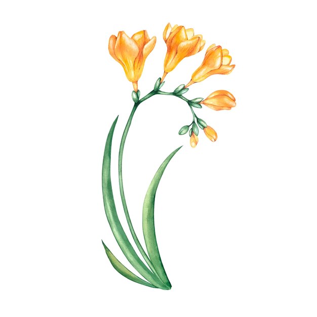 Vector watercolor yellow freesia flower