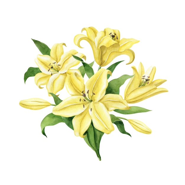 Watercolor yellow lilies floral bouquet isolated on white Handdrawn illustration Vector clipart