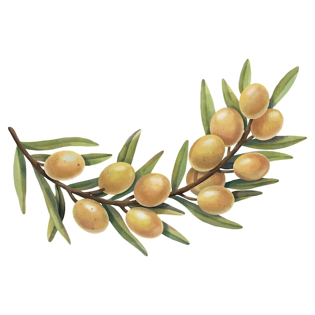 Watercolor yellow olive branch