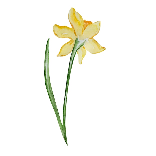 Vector watercolor yellow spring daffodil