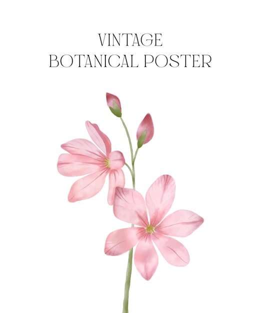 Watercolour flower hand drawn. Vintage botanical poster template. Pink flower isolated. Post card