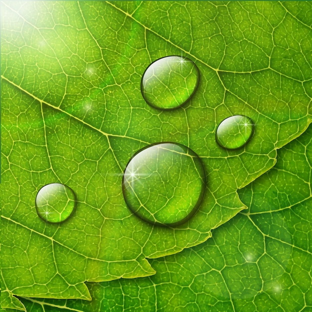 Vector waterdruppels op groen blad macro achtergrond.