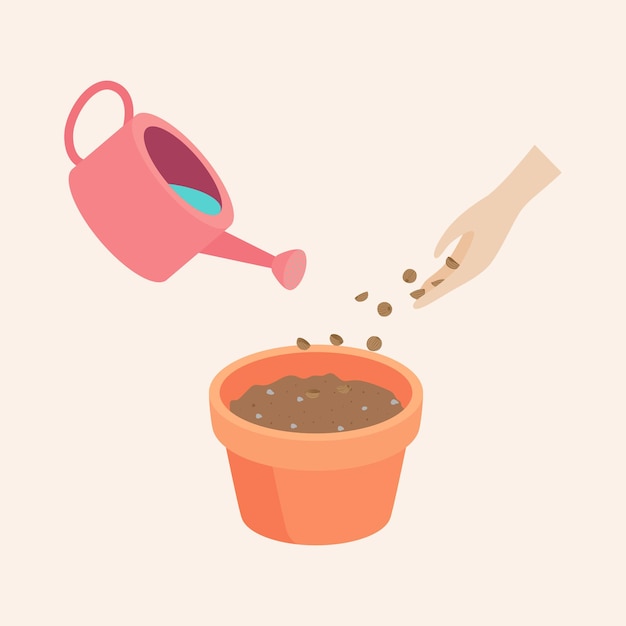 Watering coriander seeds in a pot are growing up is a soft shoot flat vector illustration