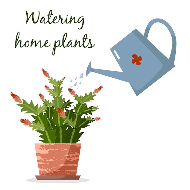 Вектор Полив домашних растений schlumbergera в горшках с лейкой на белом плоская векторная иллюстрация уход за домашними растениями