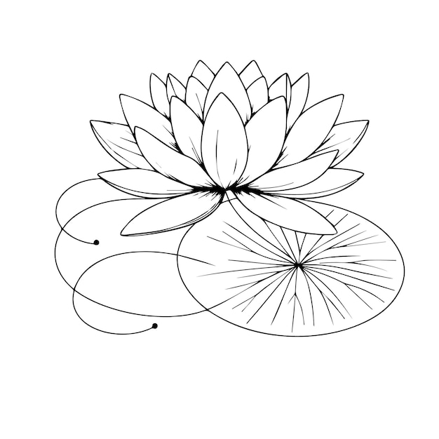 Vector waterlily bloemen lijn tekening waterlily bloem omtrek lotus tekening waterlily bloemen doodle