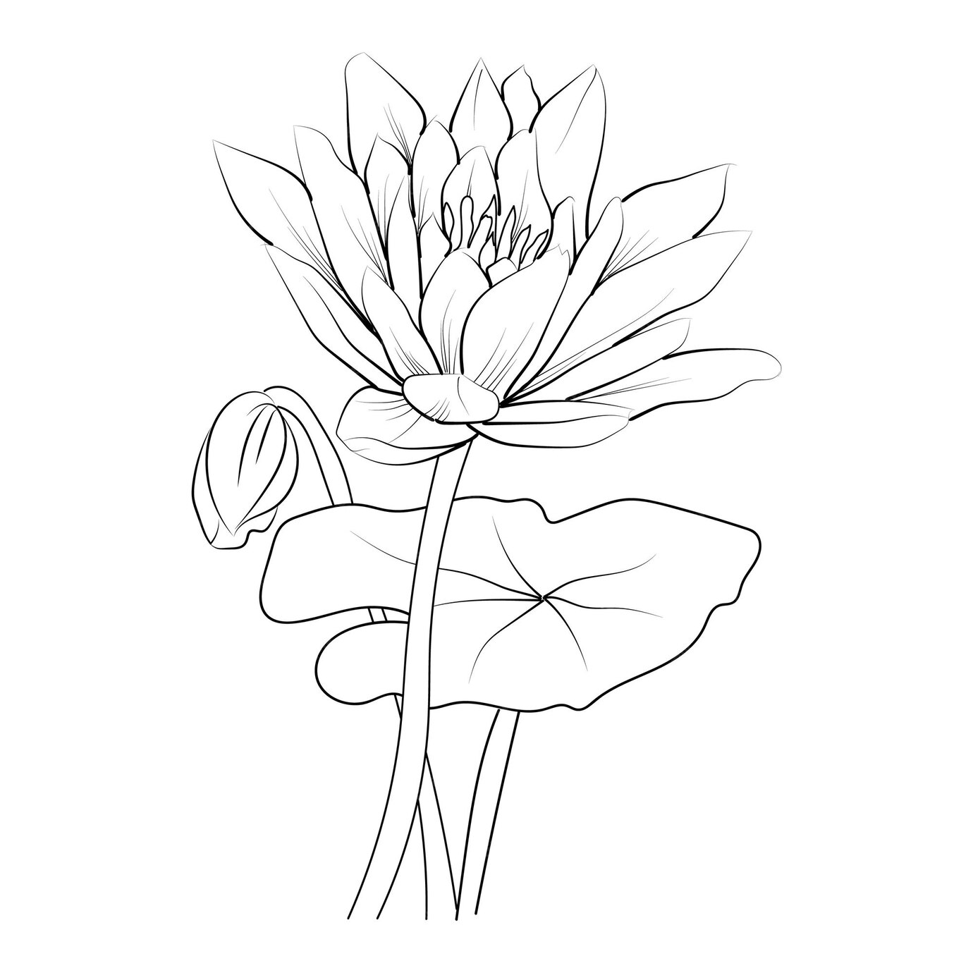 30 Water Lily Flower Drawing Coloring Pages