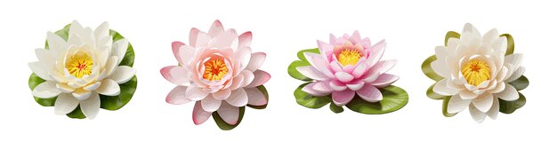 Waterlily vector set geïsoleerd op witte achtergrond