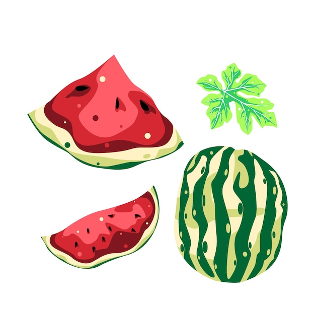 Watermeloen bloem en blad collectie fruit vector design