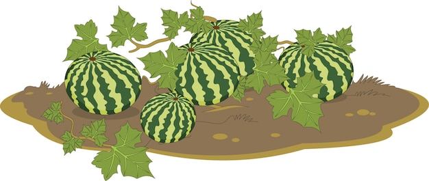 Vector watermeloen plant vectorillustratie