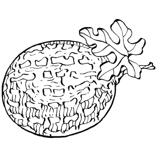 Watermeloen schets vector tekening Geïsoleerde hand getrokken bes op witte achtergrond Zomer berry