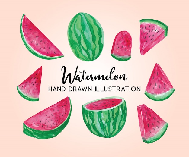 Watermelon hand drawn illustration