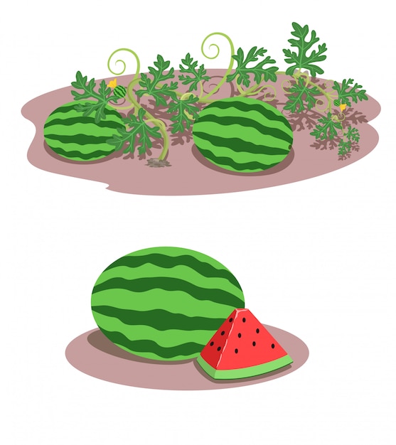 watermelon growing drawing