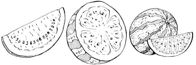 Disegno vettoriale di schizzo di anguria bacca disegnata a mano isolata su fondo bianco
