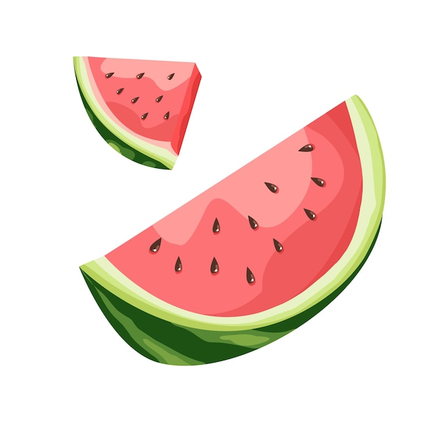 Vector watermelon slices summer tropic