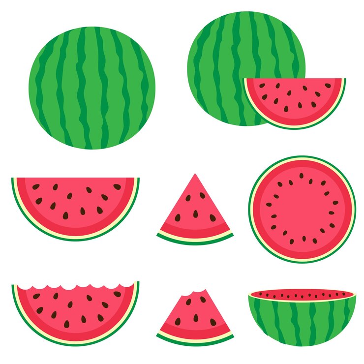 Vector watermelon and slices
