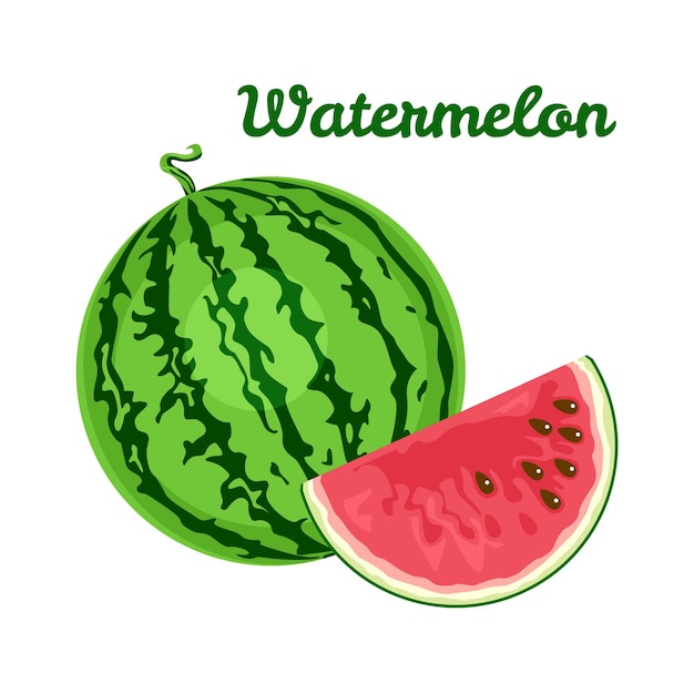 Vector watermelon vector cartoon illustratie