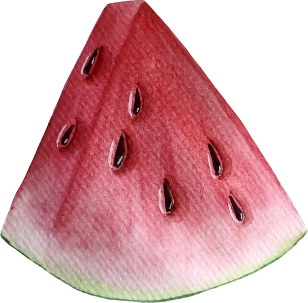 Watermelon vector