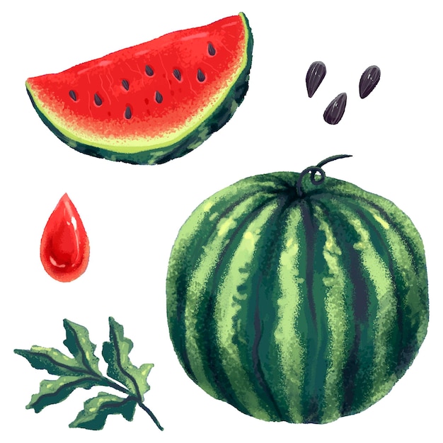 Vector watermelon whole and a slice set