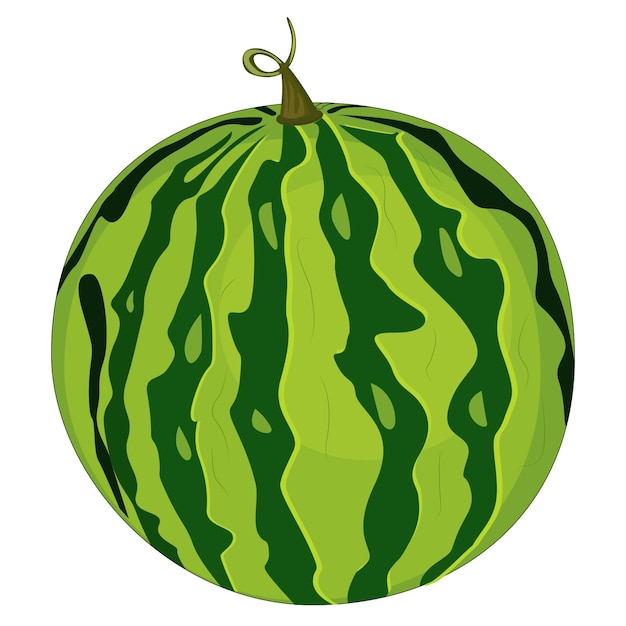 Vector watermelon