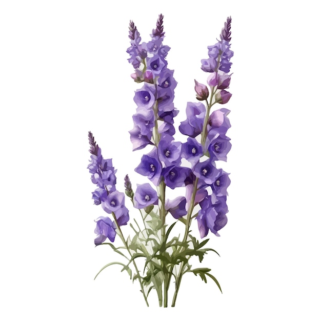 Vector waterverf bewaker lavendel delphinium clipart bewerkbare witte achtergrond