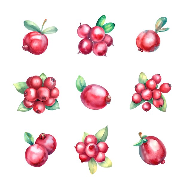 Waterverf cranberries geïsoleerd op een witte achtergrond met de hand getekende illustratie