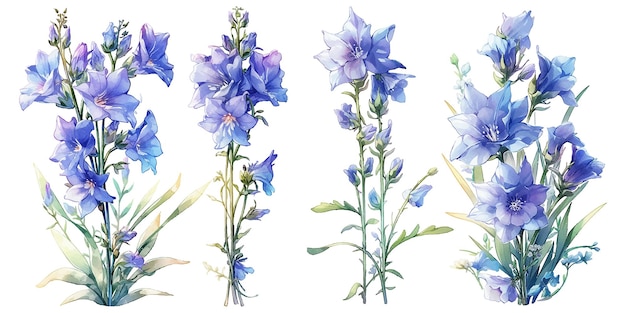 Vector waterverf delphinium bloemen clipart