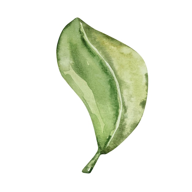 Waterverf groen blad van citroenboom