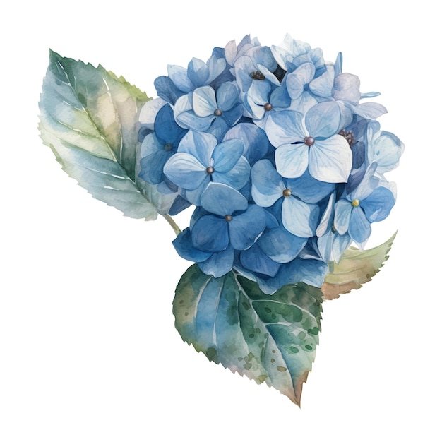 Waterverf illustratie van een blauwe hortensia bloem Ai illustratie