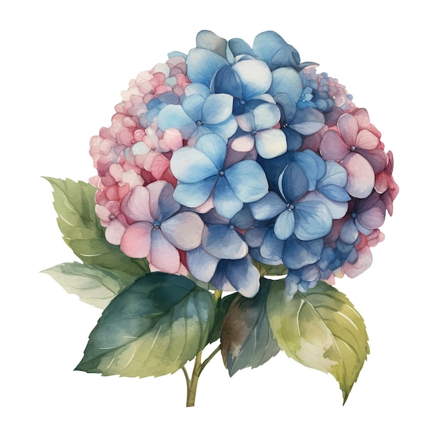 Waterverf illustratie van een blauwe hortensia bloem Ai illustratie