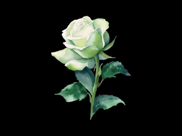 waterverf illustratie van een witte roos op een zwarte achtergrond