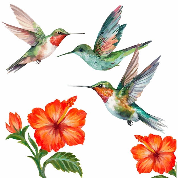 waterverf kolibrie en hibiscus bloem