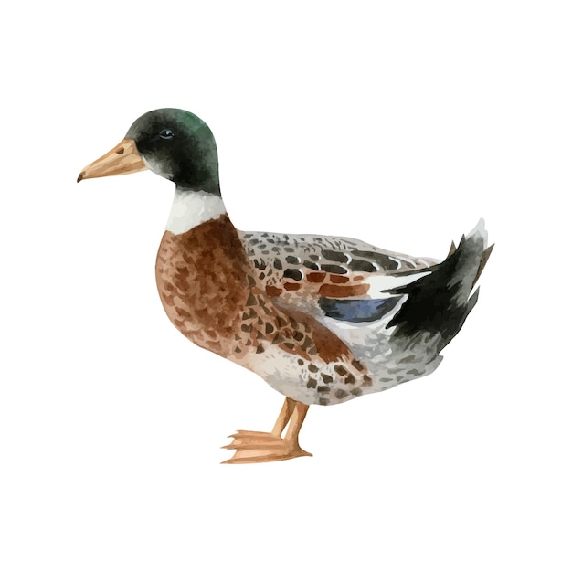 Waterverf mallard eend illustratie met de hand getekend realistische watervogel mannelijke vogel