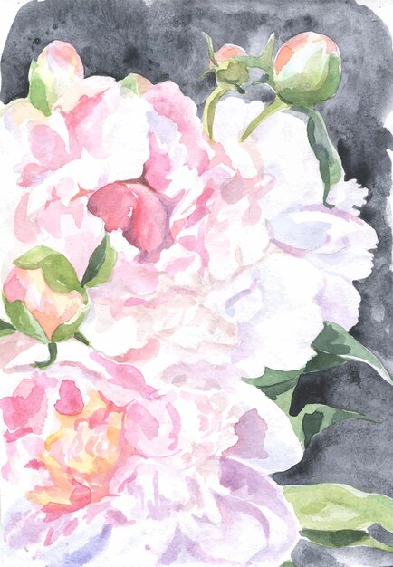 Vector waterverf peonies achtergrond