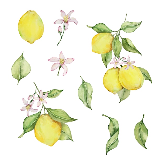 Waterverf sappige citroen en bladeren mediterrane illustratie