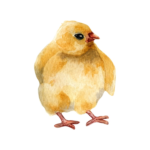 Waterverf schattige gele vogels illustratie van kip geïsoleerd op wit kleine paaskuikens met de hand getekend geschilderde boerderij nesteling boerderij huisdier jongetje element voor ontwerp paaspakket boek