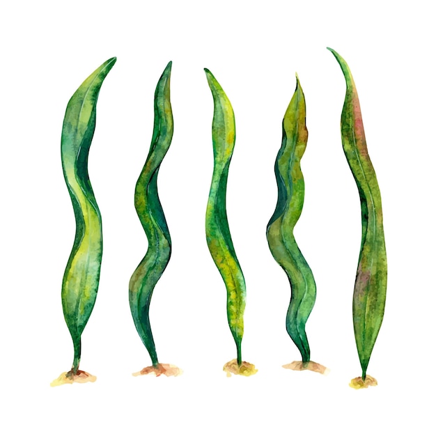 Waterverf tekening set van laminaria algen wobbling onder water geïsoleerd op witte achtergrond natuurlijk