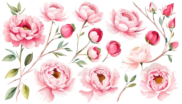 Waterverf warme roze pioen bloemen boeket bloemenarrangement voor kaart uitnodiging decoratie vector
