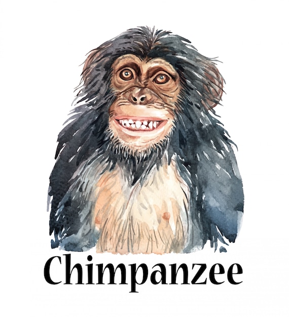 Waterverfhand getrokken aap chimpanseeglimlach.