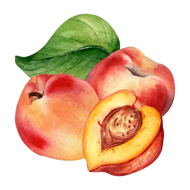 Waterverfillustratie met nectarines en blad geïsoleerd op witte achtergrond hele rijpe vruchten schilderen segment van perzik met de hand getekend ontwerpelement voor verpakkingsetiket tafelgerei cosmetisch sap