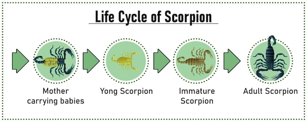 Vector webscorpion life cycle objectvector op witte achtergrond geïsoleerd voor grafisch ontwerp educatiescien