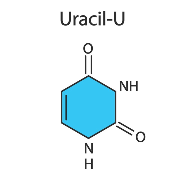 WebUracil U nucleobase molecule Present in ribonucleic acid RNA