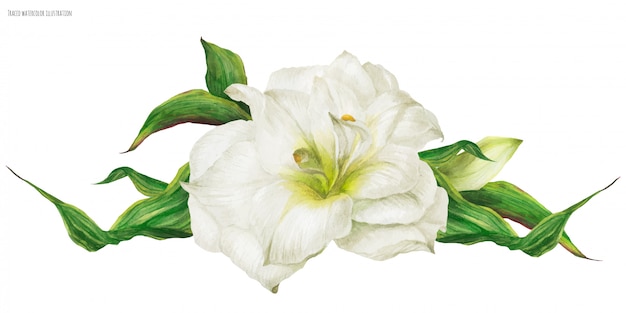 Vettore scenetta di nozze con fiore bianco hippeastrum