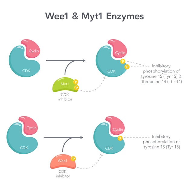 Wee1 및 Myt1 억제 효소 과학 벡터 다이어그램