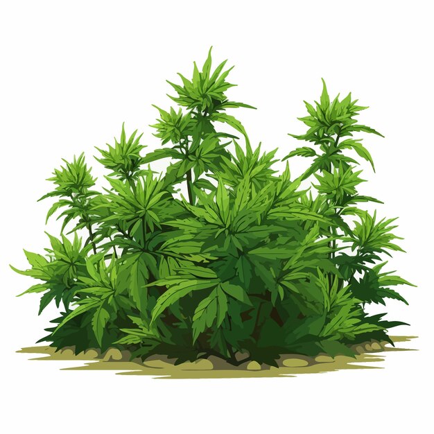 weed plants