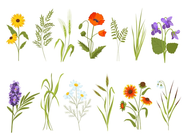 Weidebloesem, veldplanten en geneeskrachtige wilde kruiden. Hooi en katoengras, gaillardia, zegge en zonnebloem. Wildflower vector set