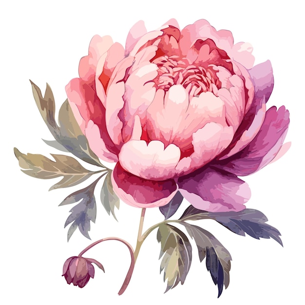 Vector welcome spring pink flower watercolor on white background