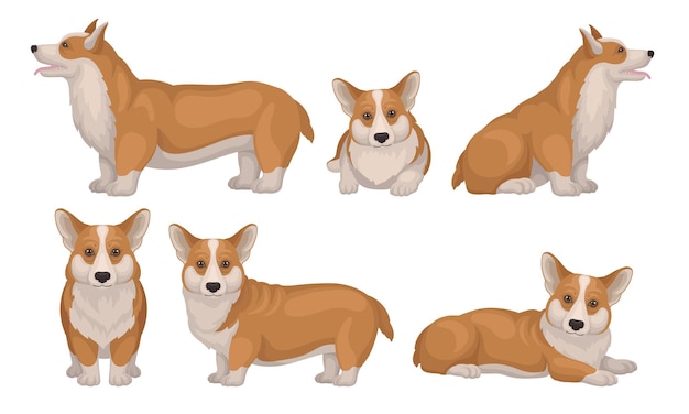 Vector welsh corgi dog in different poses vector set puppy with short legs and red coat cute detailed domestic pet concept